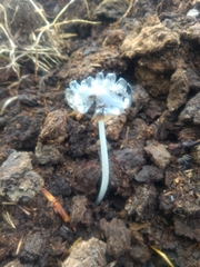 Coprinopsis