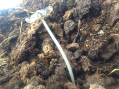 Coprinopsis