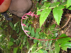 Corallorhiza maculata