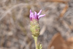 Liatris cymosa