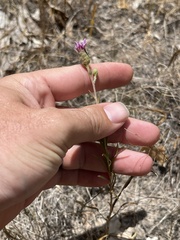 Liatris cymosa