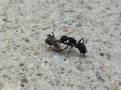 Camponotus japonicus