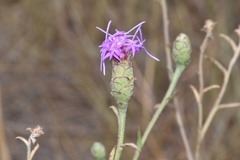 Liatris cymosa