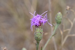 Liatris cymosa