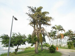 Caryota urens