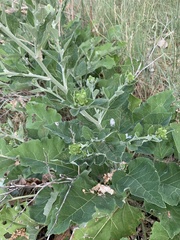 Arctium minus