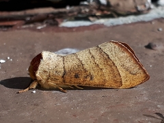 Datana major