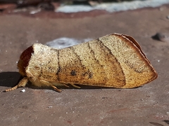Datana major