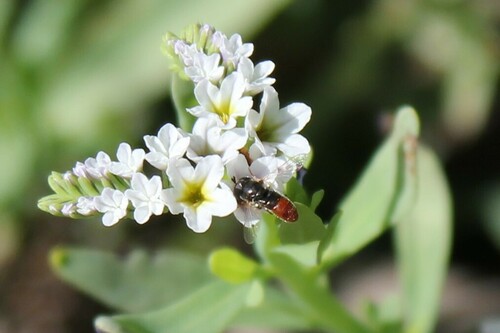 iNaturalist observation photo of alkali heliotrope