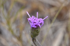 Liatris cymosa