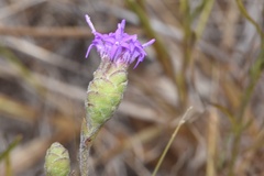 Liatris cymosa