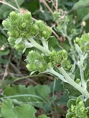 Arctium minus