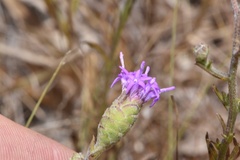 Liatris cymosa