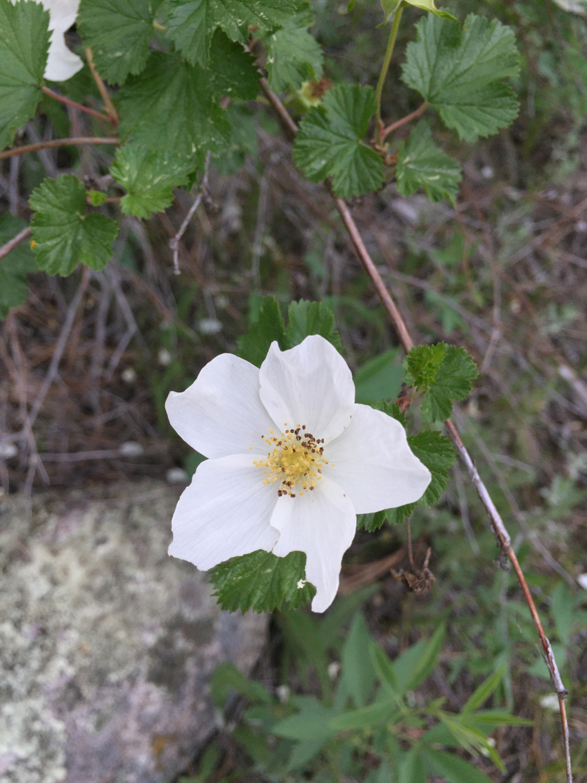 Rubus deliciosus
