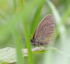 Aphantopus hyperantus