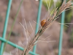 Harmonia axyridis
