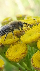 Colletes