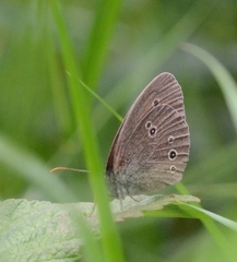Aphantopus hyperantus