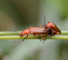 Rhagonycha fulva