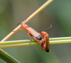 Rhagonycha fulva