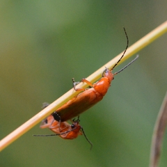 Rhagonycha fulva