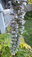 Acanthus mollis