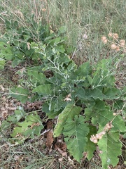 Arctium minus