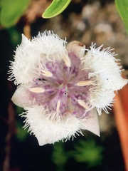 Calochortus elegans