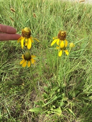 Rudbeckia texana
