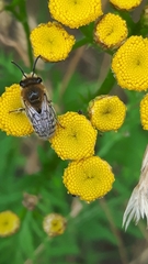 Colletes
