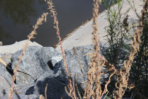 iNaturalist observation photo of Western Fence Lizard