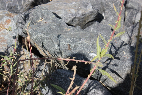 iNaturalist observation photo of Western Fence Lizard