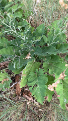 Arctium minus