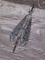 Brachynemurus nebulosus