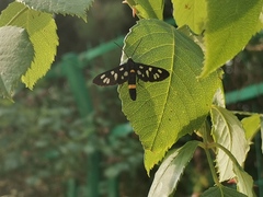 Syntomis ganssuensis