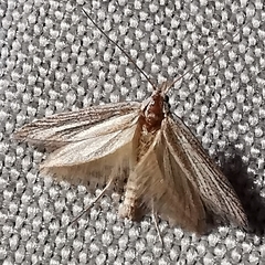Gelechioidea