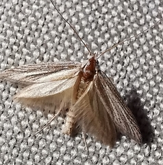 Gelechioidea