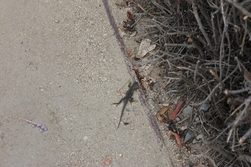 iNaturalist observation photo of Western Fence Lizard