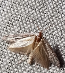 Gelechioidea