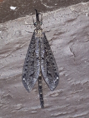 Brachynemurus nebulosus