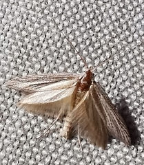 Gelechioidea