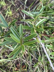 Ilex myrtifolia