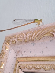 Ceriagrion auranticum