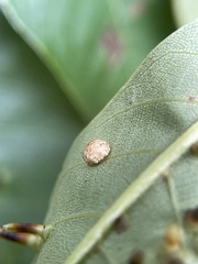 Caryomyia glebosa