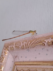 Ceriagrion auranticum