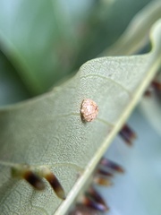 Caryomyia glebosa