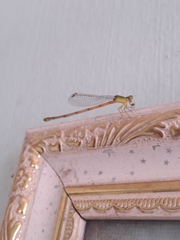 Ceriagrion auranticum