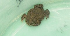 Rhinella granulosa