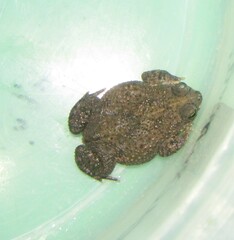 Rhinella granulosa