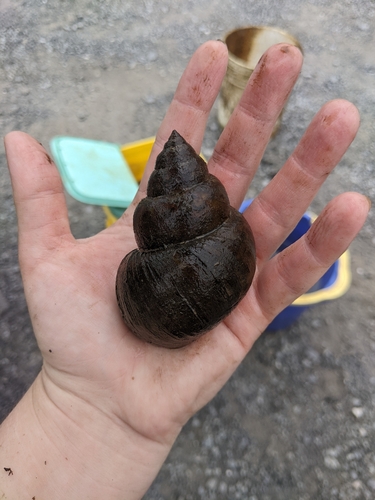 Japanese Mystery Snail